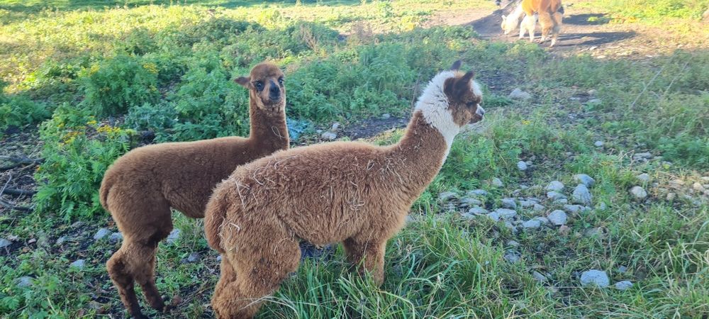 Samiec Alpaka Huacaya ur 16.06.2025 brązowo-biały