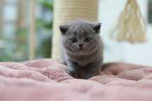 Gatinha British  Shorthair azul com LOP