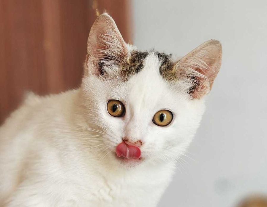 Красуня Совушка дуже хоче знайти свого господаря, кіт кошеня кот кішка