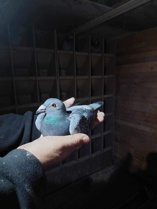 Gołębie pocztowe z woliery z rodowodami