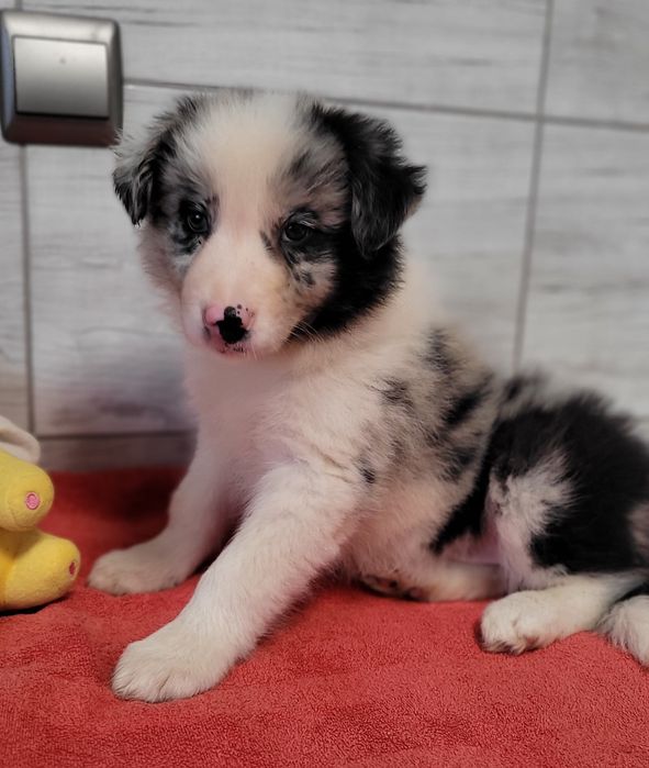 Border Collie Blue-Merle  Suczka