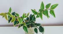 hoya bella albomarginata variegata varie kolekcjonerska