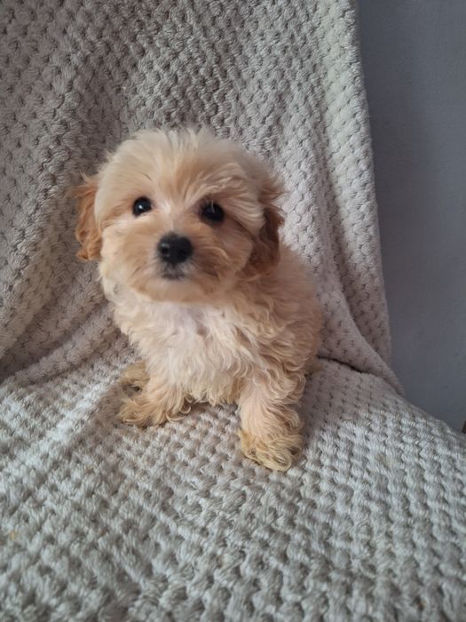 Maltipo-maltanczyk&pudel