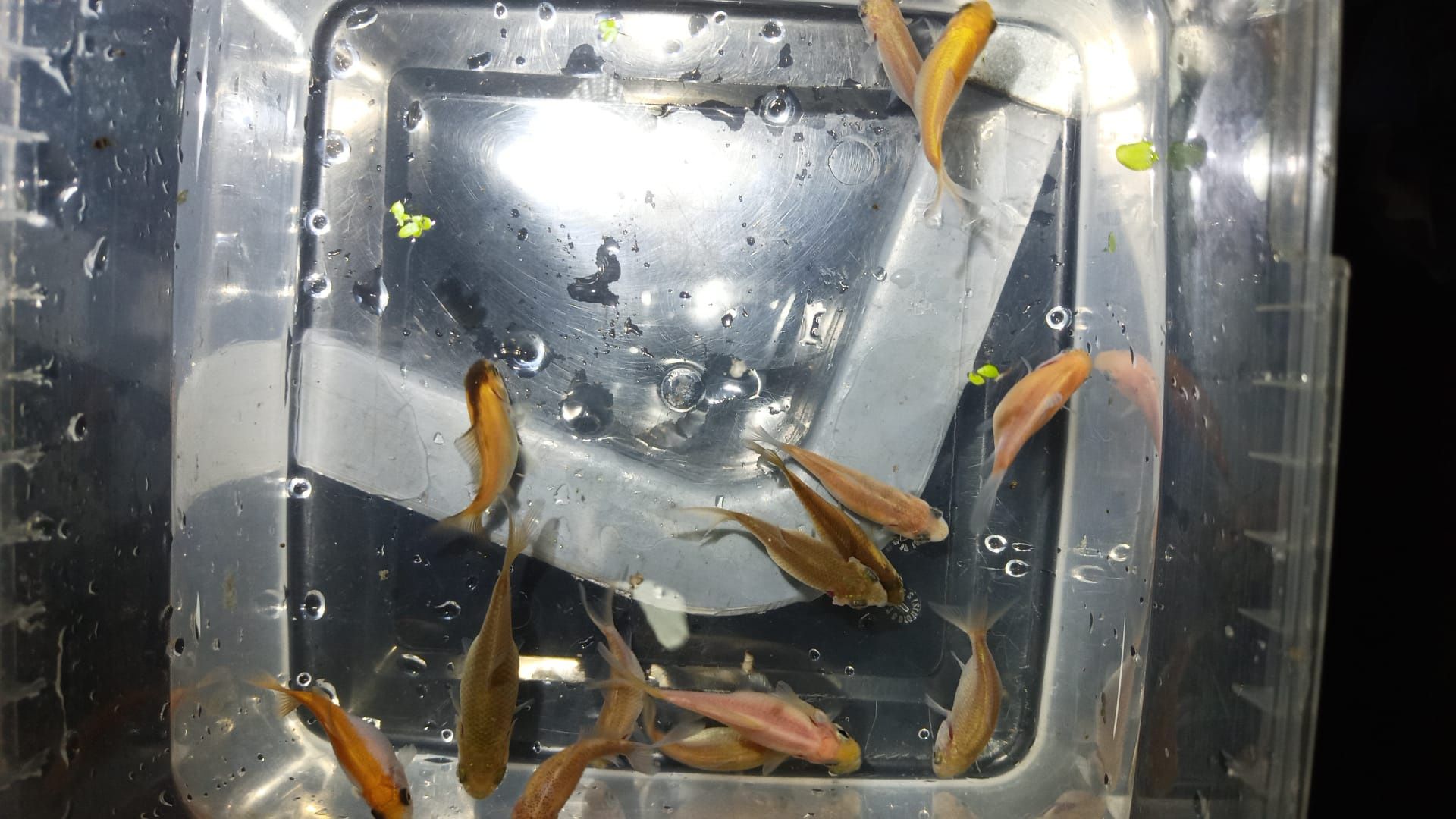 peixes cometas promoção