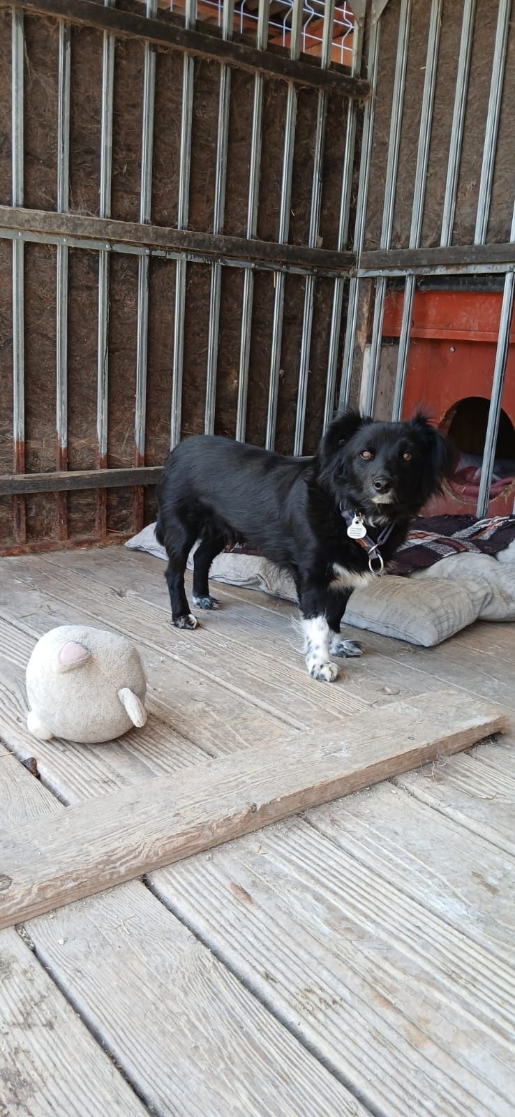 Piękna Misia do adopcji