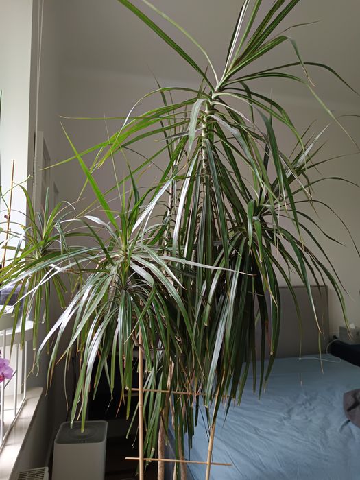 Duża dracena obrzeżona