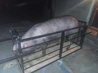 Продам свиню на м'ясо 200+кг
