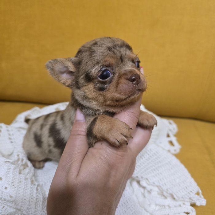 Chihuahua suczka choco merle tan
