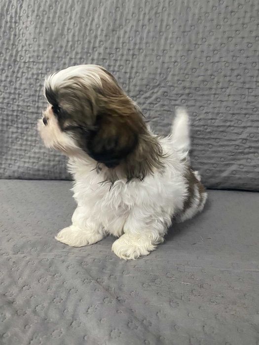 Szczeniak shih-tzu piesek Laki