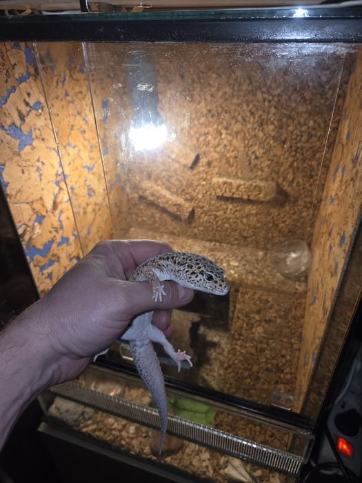 Gekon lamparci +terra