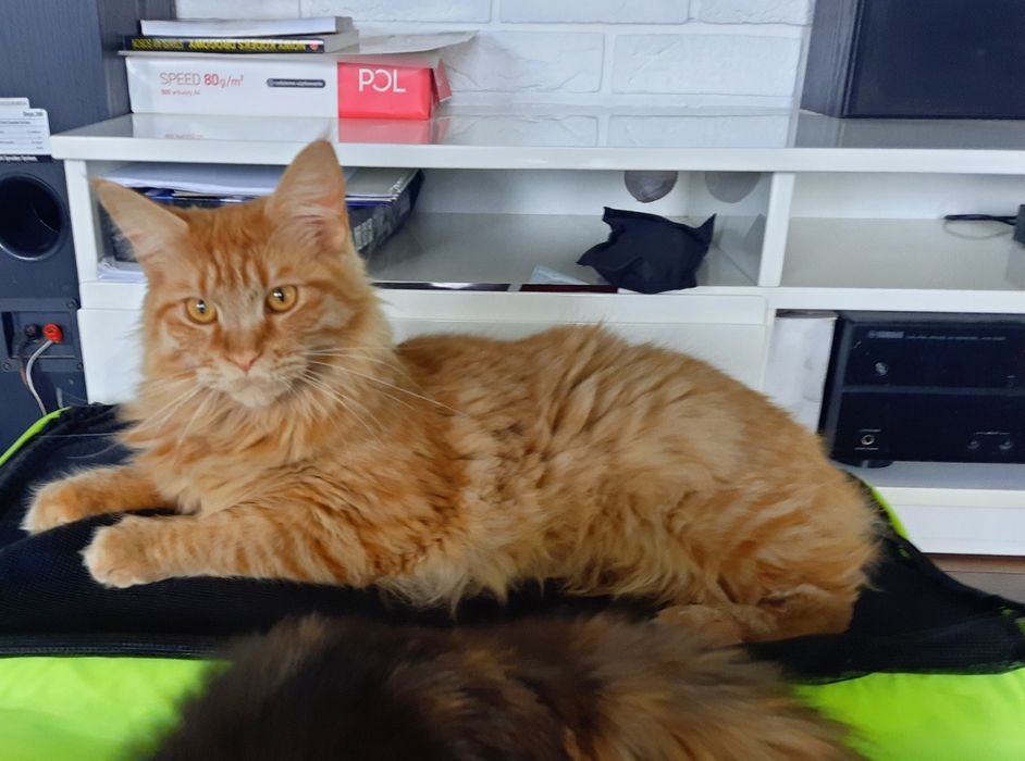 Śliczny kocurek Maine Coon