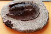 Trylobit Harpes.
