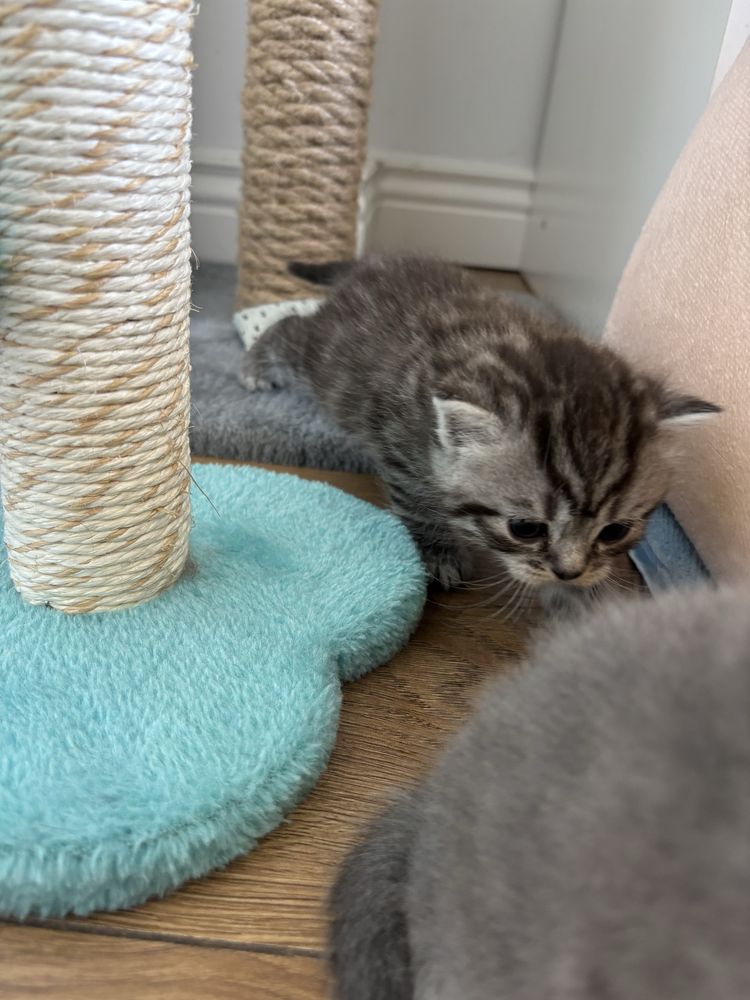 kocięta  Scottish Fold / Scottish Straight 2kotki i 3 kocurki!