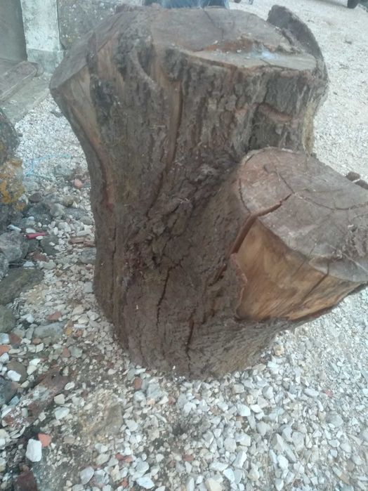 Tronco de madeira