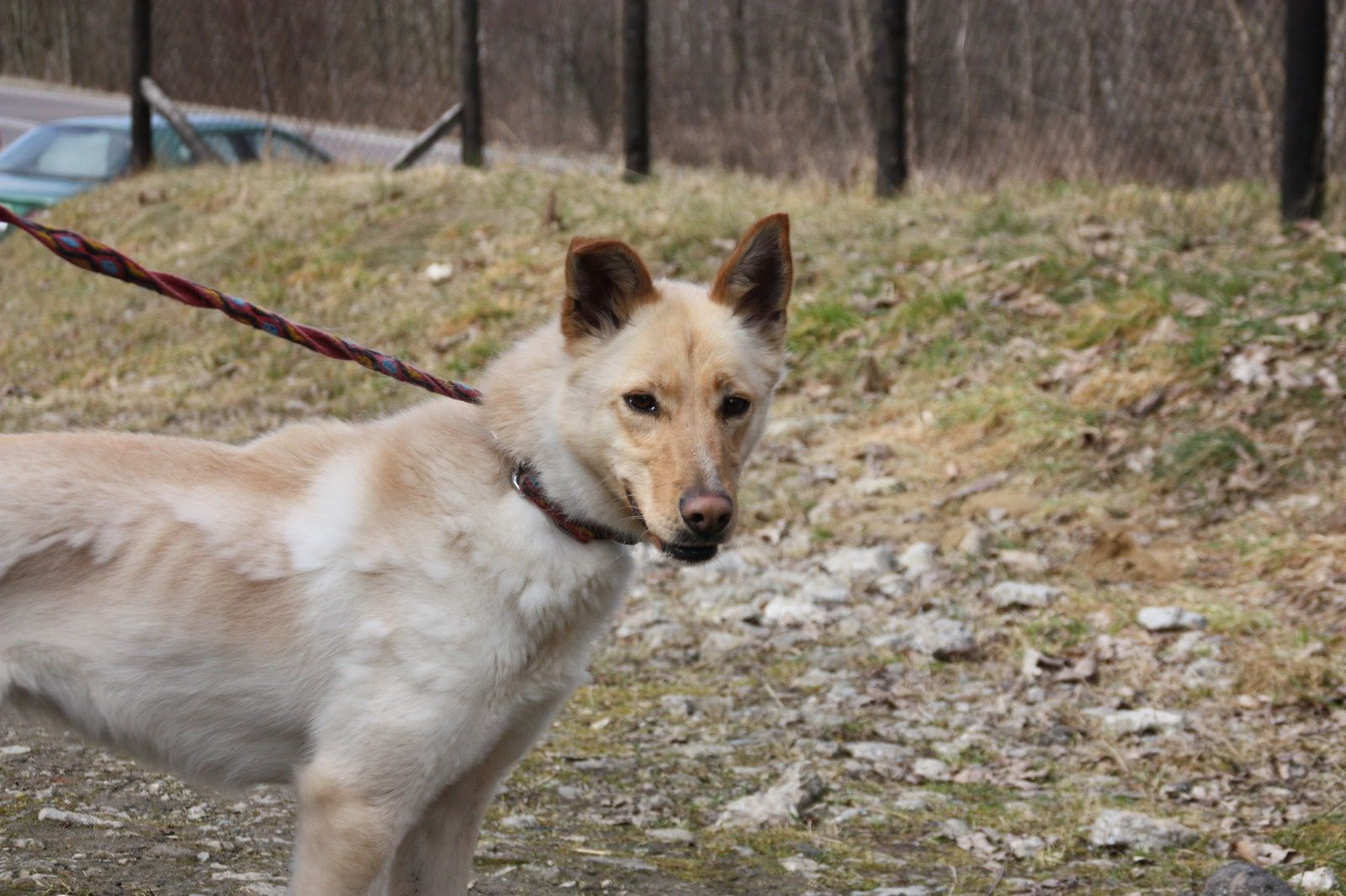 Suczka Sonia do adopcja. Oddam psa