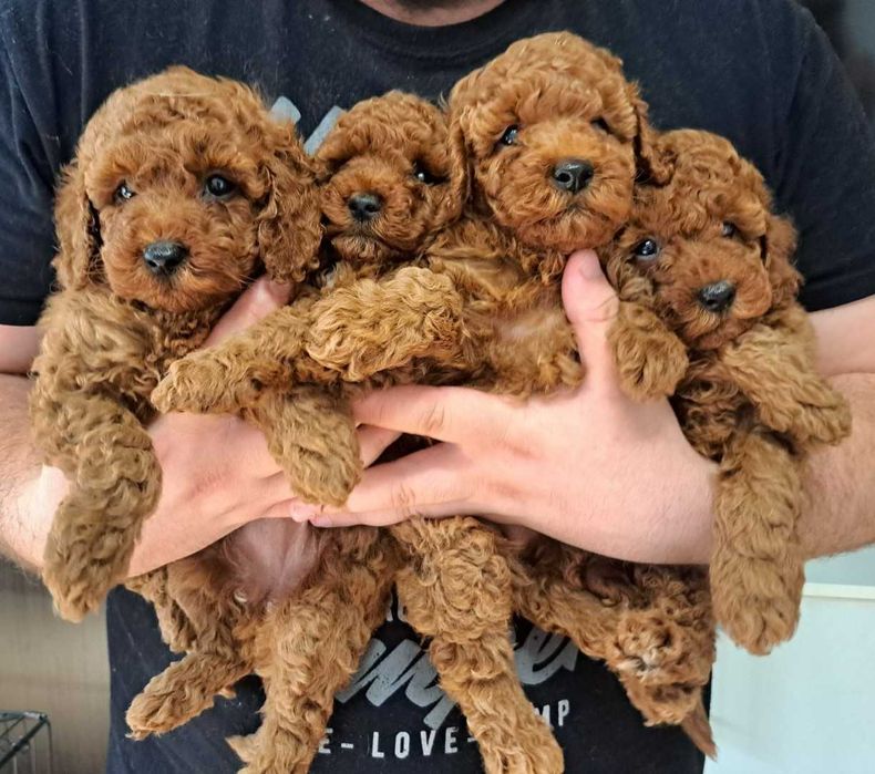 Щенки породы той пудель