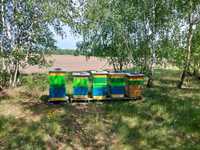 Pasieka ule + pszczoły + miodarka