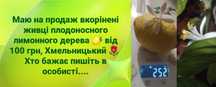 Вкорінені лимони від плодоносного лимонного дерева