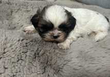 Shihtzu z rodowodem