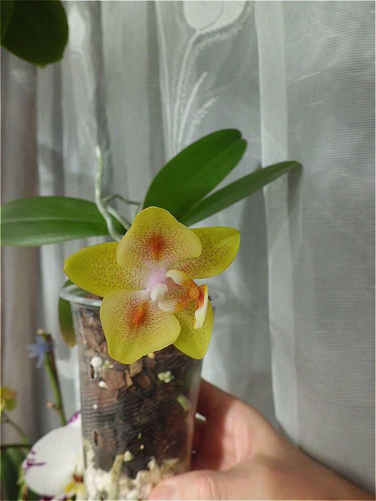 орхидея фаленопсис бабочка Brother Sara Gold × Chiada Spark
