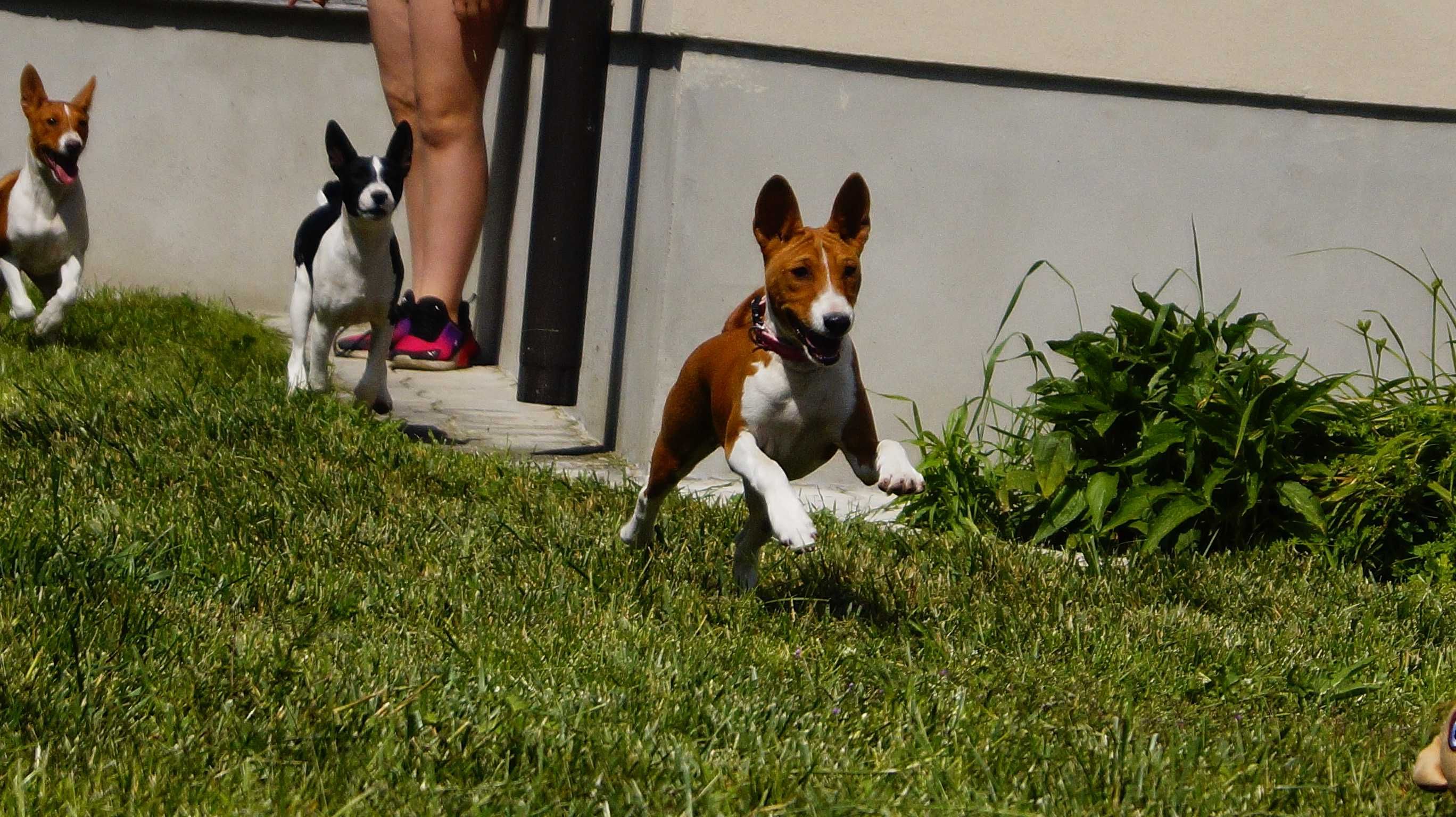 SAWA-Rudo-Biała suczka do odbioru, Basenji ZKwP/FCI