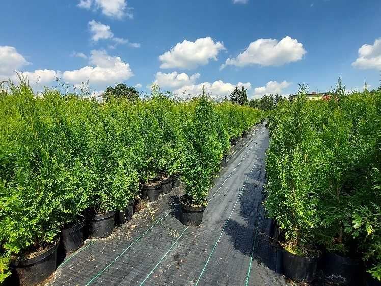 Tuja Szmaragd 50,60,70,80,90,100 cm! Sadzimy! Transport Thuja Smaragd!