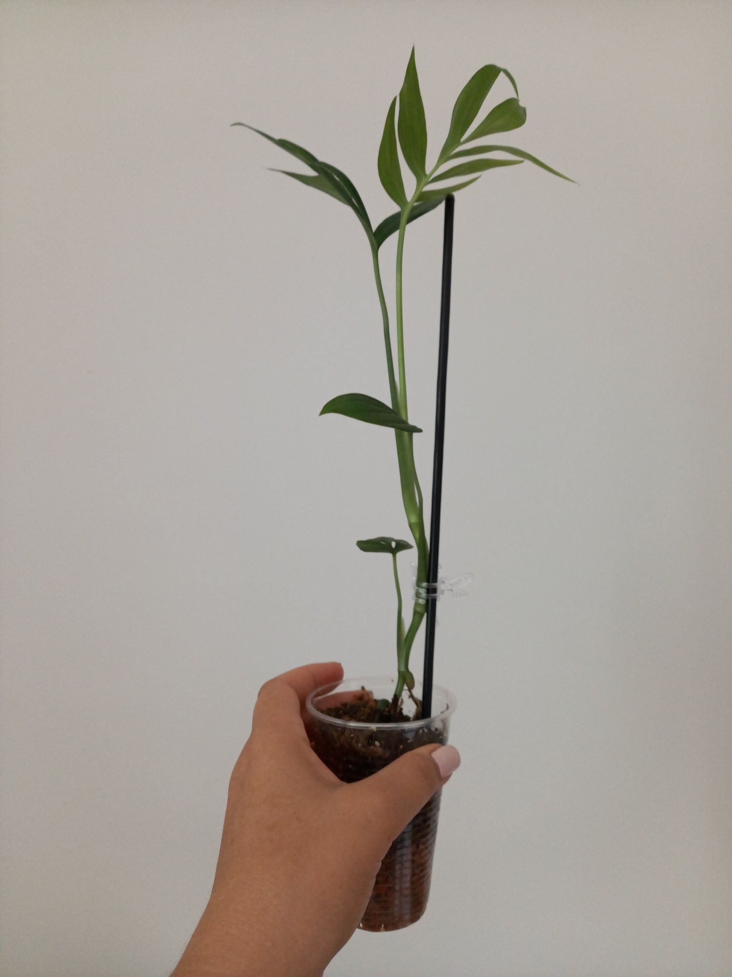 Monstera Subpinnata ze zdjęcia