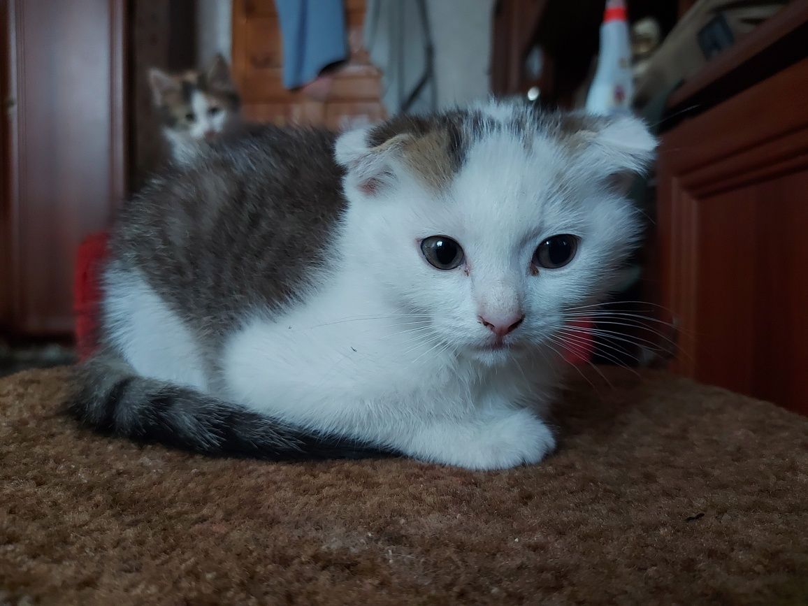 Отдам бесплатно котиков