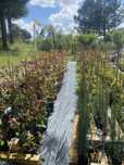 Photinias Red Robin vermelha