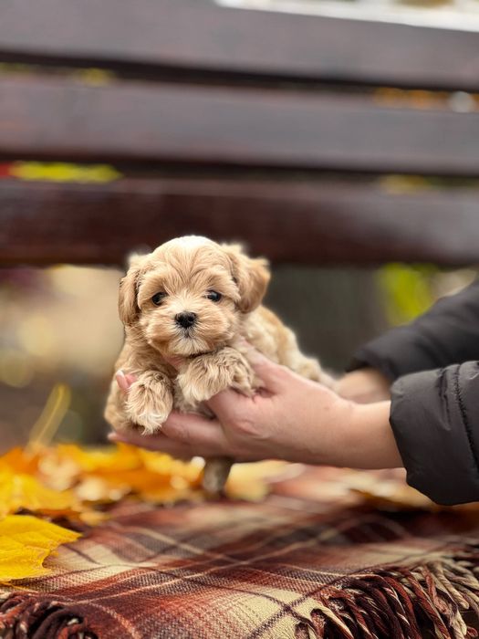 Кукольный мальчик Мальтипу Ф1