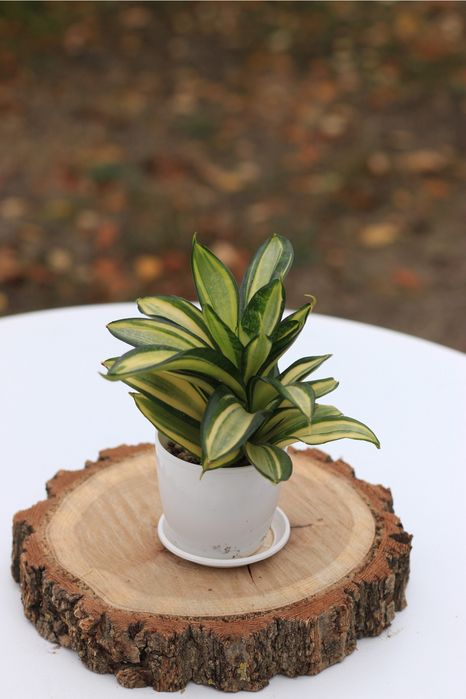 Sansevieria Moonshine, Hahnii Lucille Polan