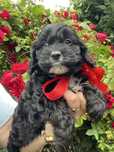 CAVAPOO F1 Czarny samiec badania