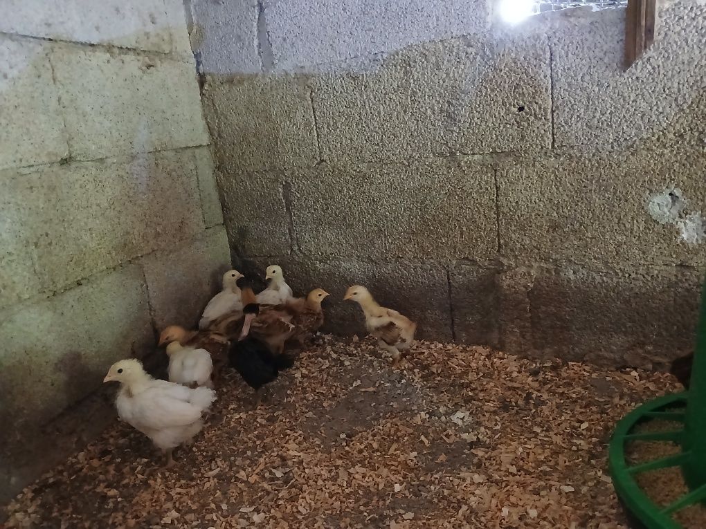Pintos de varias idades