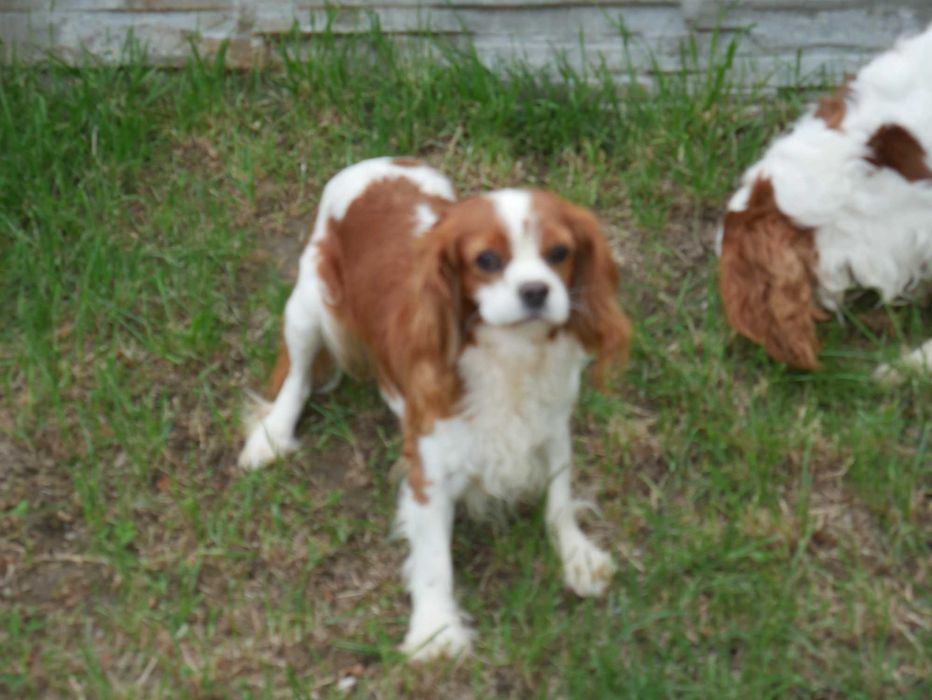 Cavalier king charles spaniel