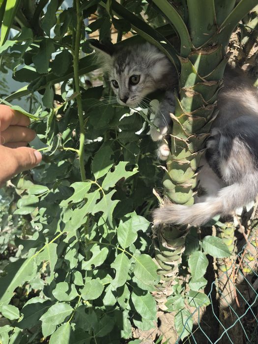 Maine Coon  mistura