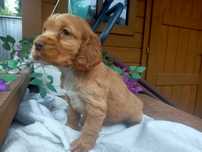 Cocker spaniel angielski sunia