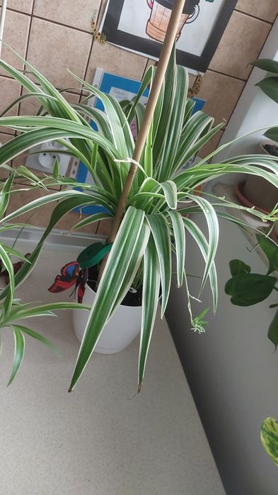 Kwiat zielistka sadzonki