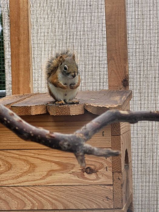 Wiewiorka Hudsona - samiec