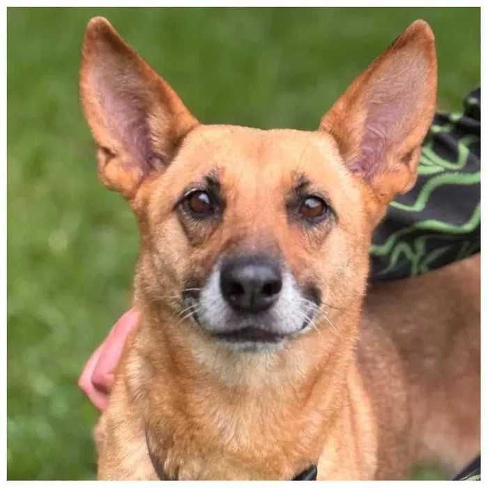 Активная собака Руна ищет дом