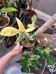 Pędówka philodendron Florida beauty