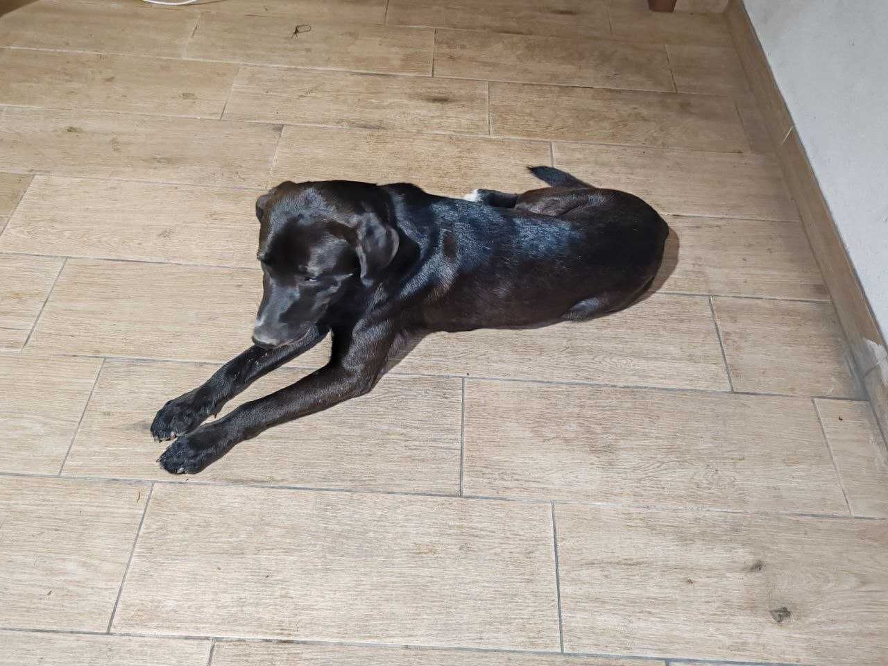 Cão para adoção (com chip e vacinas)