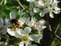 pszczoła- murarka ogrodowa