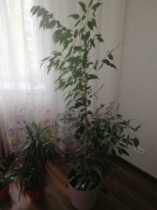Екзотичні вазони