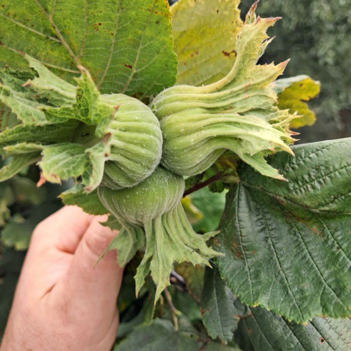 Фундук Саджанці без обману. Саженцы фундука