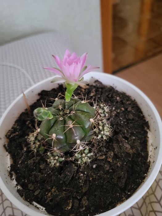 Кактус квітучій ( квітне кожен рік)