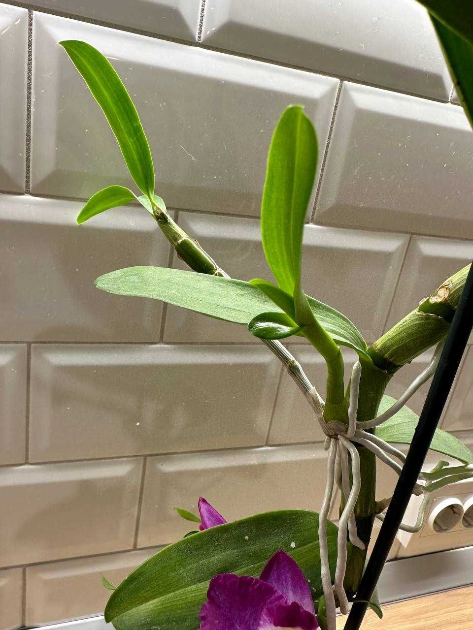 Дітки орхідеї Dendrobium nobile