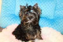 Yorkshire Terrier piesek