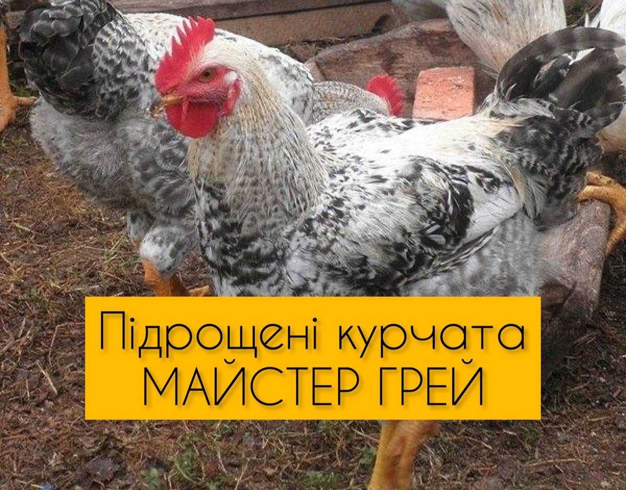 Курчата Майстер Грей Продаж