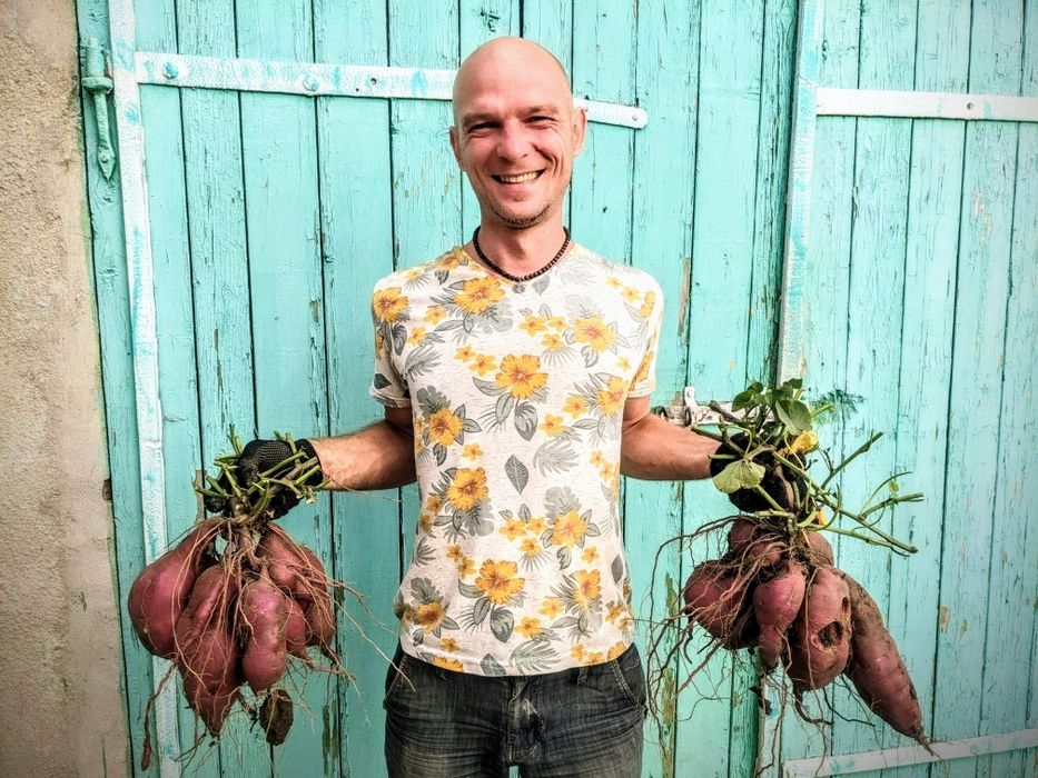 Батат органический ( для еды , маточные клубни ,  рассада на весну )