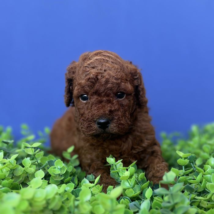 шикарний хлопчик у забарвленні RED BRAUN